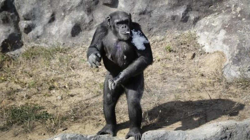 Chimpace fumador de Corea del Norte enfurece a los defensores de de los animales