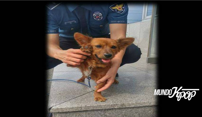 La tierna historia de este pequeño perro abandonado en Corea que te partirá el corazón